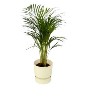 Areca palm - ↨70cm - Ø19cm inclusief elho Greenville Round wit D24xH23